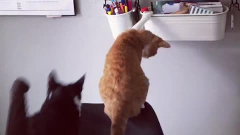 Pen thief kittens at it again take wipeout