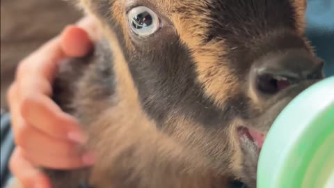 Cuteness Alert: Ruth the Baby Goat's Bottle Feeding! 🐐😍