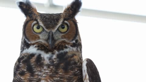 Close up of owl eyes looking around