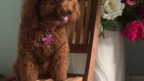 Doggo Joins Piano Performance