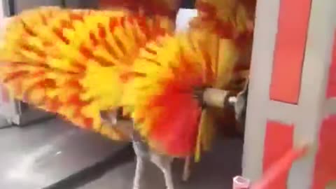 Stray dog uses car wash scrubbers to rid of ticks