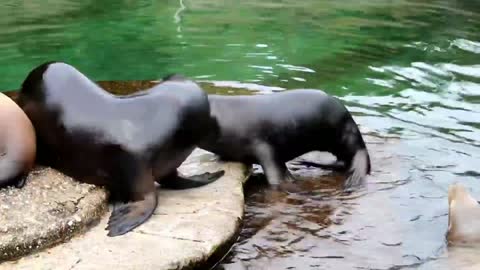 Wild animal fighting, Banff National Park