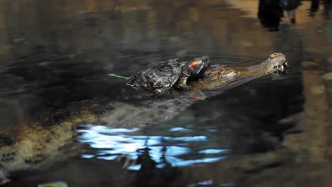 Turtle crawling on a crocodile. crocodile under water in clear water