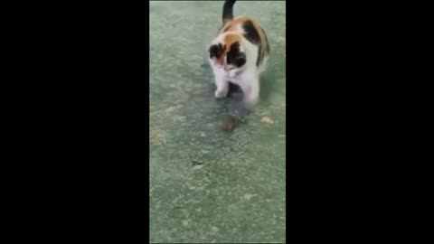 sweet cat video