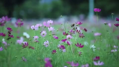 Beautiful Lotus Flower Field | Stock Footage | Royalty Free | No Copyright Videos
