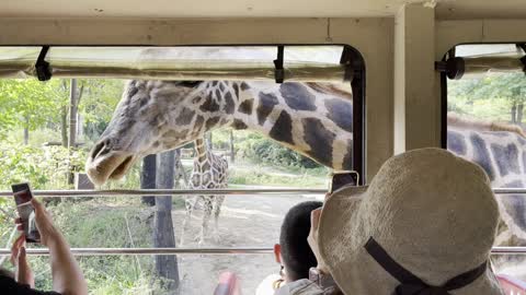 Experience feeding Korean Everland giraffes.