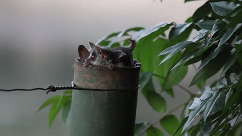 Lesser Bushbabies Emerge From Nest