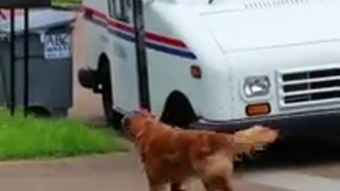 Happy golden retriever loves retrieving the mail