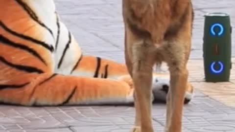 Fack tiger 🐯 Vs 🐕 dog | very funny video