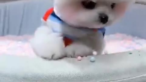 Cute puppy