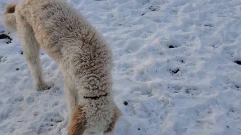 Dog eating snow in backyard