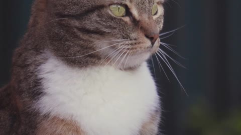Close-up video of Cat ....