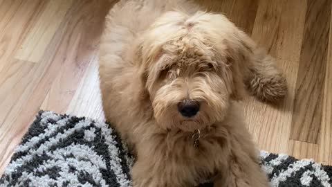 Talking goldendoodle