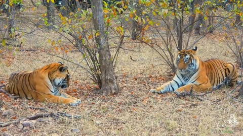 Tigers mating at Tiger Canyons