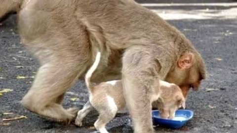 Monkey Saves Tiny Puppy From Stray Dogs And Even Lets Him Eat First