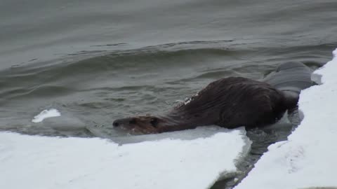 Beaver Has a Case of the Mondays