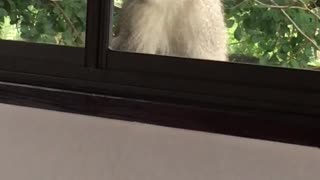 Whimsical monkey thinks he's a window cleaner
