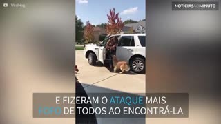 Cães se emocionam ao encontrar a dona