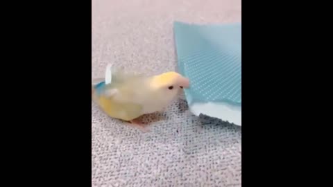 This bird is better than scissors