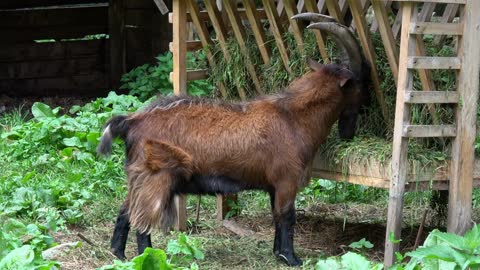 Closeup goat in national park Dombai, Caucasus, Russia, Europe