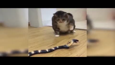 Funny Cats 2