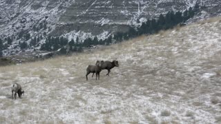 Killshot on Montana Trophy Ram