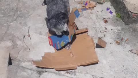 My Pet loves to destroy cardboard boxes.