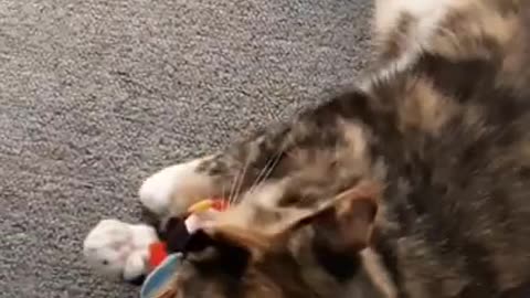 🐱🐱Cat Playing🥰🥰With Toy#shorts