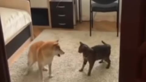 a good fight between a dog and a cat