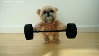 Munchkin The Teddy Bear Loves To Workout