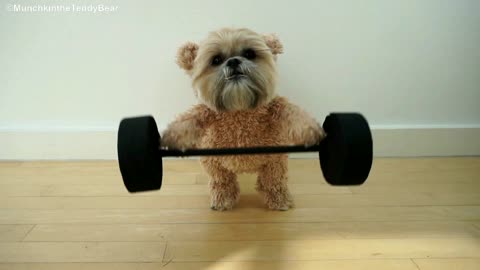 Munchkin The Teddy Bear Loves To Workout