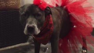 Cute staffie in a tutu