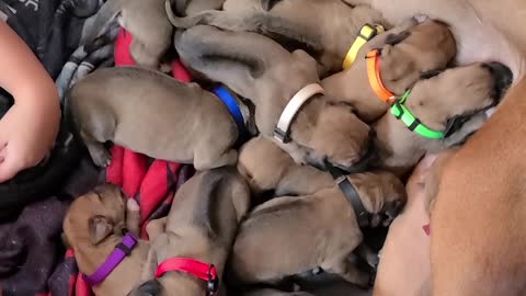 Girl Naps with Newborn Puppies