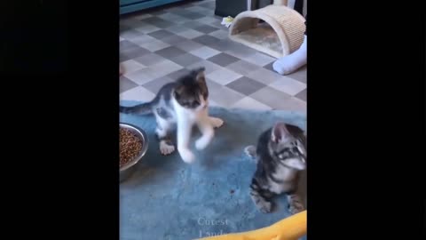 3 Kitties Are Playing With A String (Laugh Together)