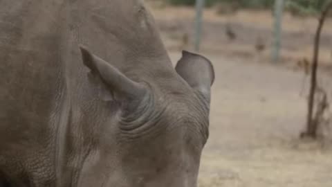 The Last Northern White Rhino In The World