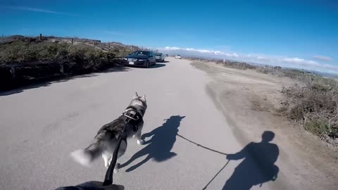 GONE WRONG: Loose Dog Approaches MALE Siberian Husky Enjoying His Beach Run!!