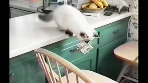 Kitten Gets Caught Stealing Money From A Purse And Hiding It