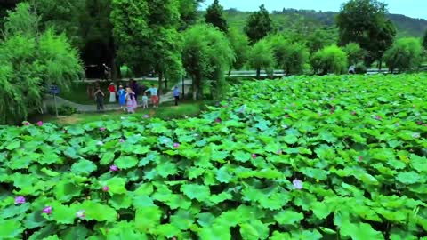 The lotus is blooming, do you want to go see it with her?
