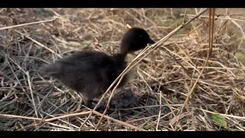 little duck napping