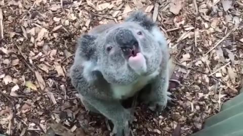 Hilarious koala