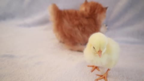 Les chatons marchent avec un petit poulet