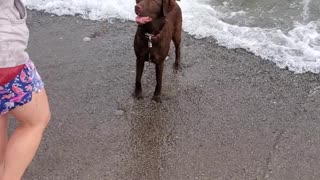 Koko's Day at The Beach