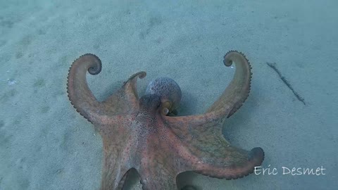 Beautiful Octopus Peruses along Ocean Floor