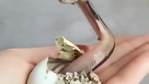 cute baby snake