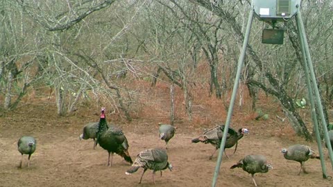 South Texas Trailcam pics, 22.6