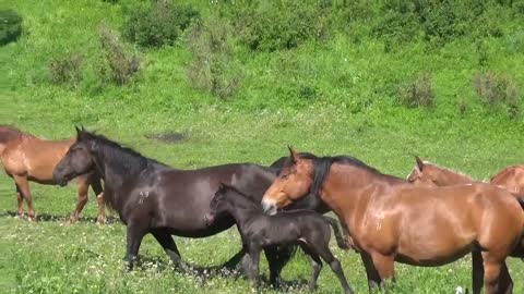 A stallion with his school of horses descended from the mountains.