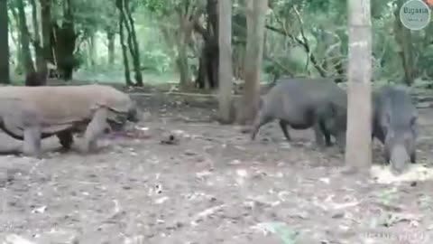 Komodo dragon attack on animals part 2#komodo dragon#animal