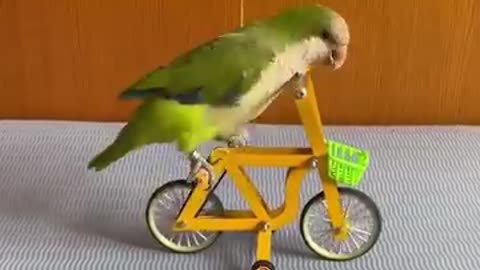 Intelligent Parrot