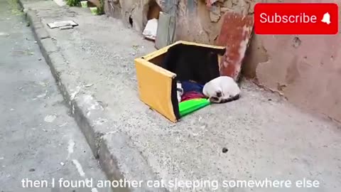 cats living different places