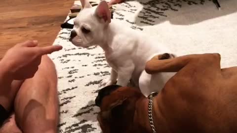 Brown dog gets jealous when his sister gets attention